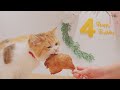 Cat Belly's 4th Birthday 🎂 Special Duck Thigh 🍗 Recipes