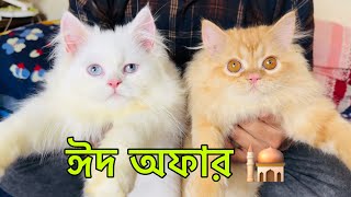 Persian Cat For Sale | পারসিয়ান বিড়ালে দাম | Persian Cat Price In BD #persiancat #kitten #catlover