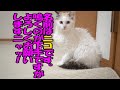 初対面で怯えすぎな子猫!保護猫で貰ってきたニコちゃんです。