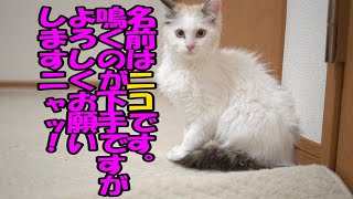 初対面で怯えすぎな子猫！保護猫で貰ってきたニコちゃんです。 by 猫実験室 823 views 3 years ago 3 minutes, 58 seconds