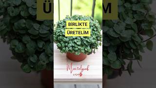 Mini Telgraf Çiçeği Çelikle Çoğaltmanın En Kolay Yolu Callisia Repens