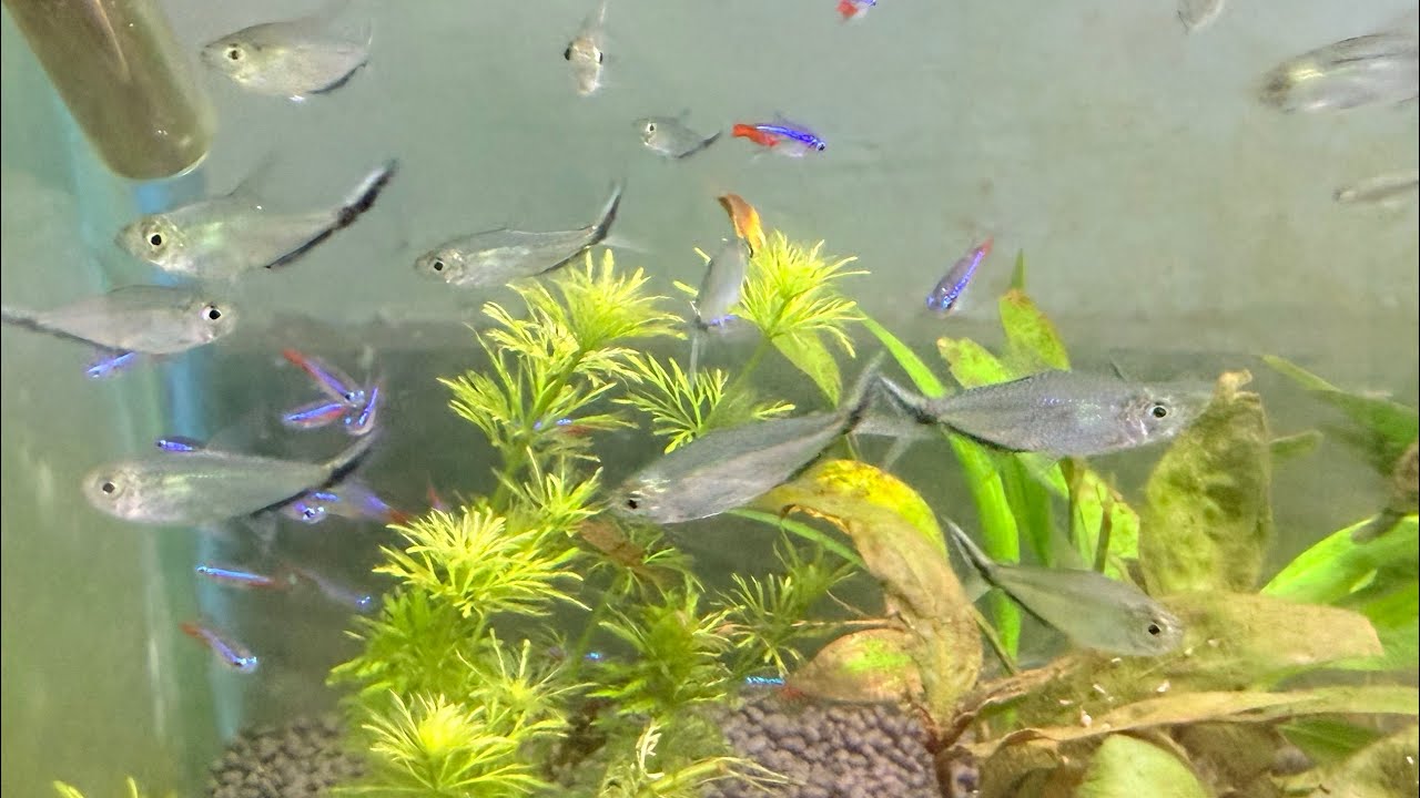 New fish stock 07 March 2026 @sheelafishouseagra 