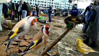 أثنمة جميع الطيور المغردة و طيور الزينة في سوق القريعة أثمنة طااحت بزااف 