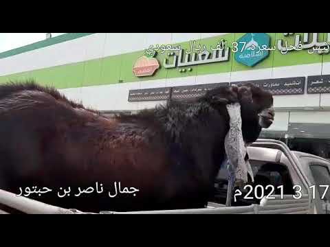 تيس فحل ظخم جدآ ماشاء الله