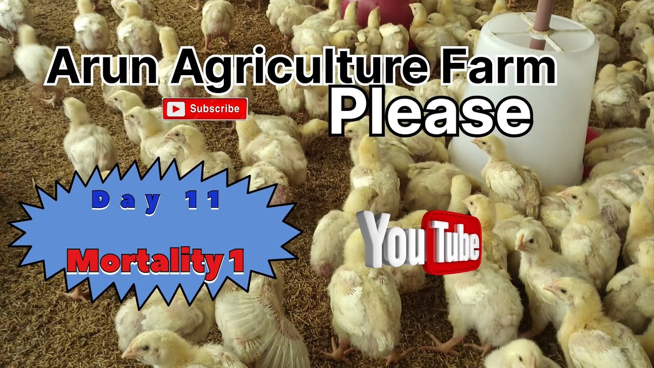 Broiler Poultry Farm Day 11 manegement mortality 1 ib group ib company #poultryfarming #poultryfarm