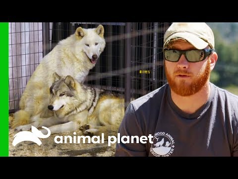 Investigating Animal Cruelty At A Minnesota Expo Wolves And Warriors 