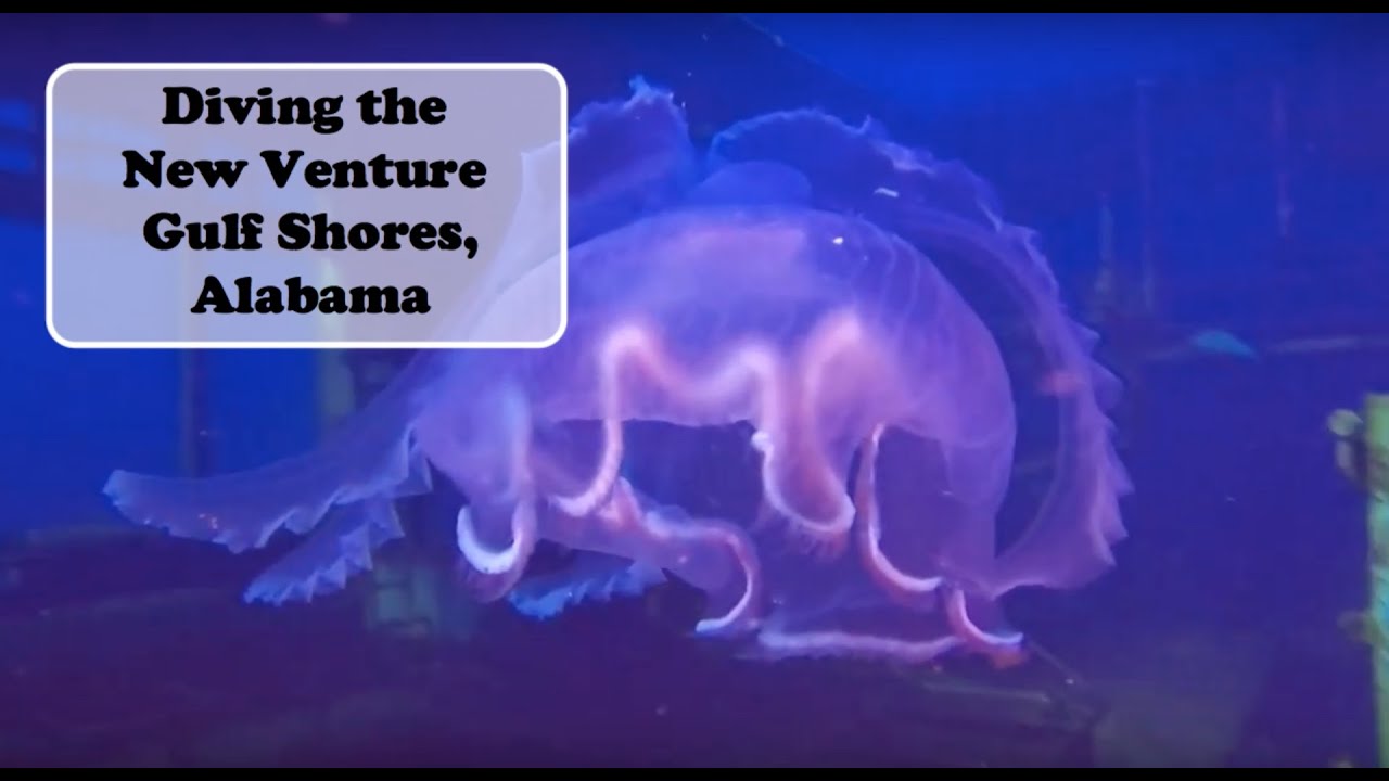 Diving the New Venture Wreck Gulf Shores Alabama YouTube