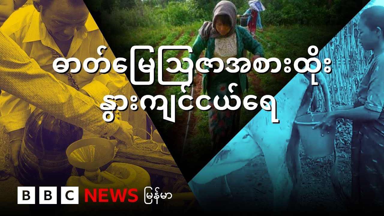 နွားကျင်ငယ်ရေနဲ့ ဓာတ်မြေသြဇာ အစားထိုးနိုင်ပြီလား - BBC News မြန်မာ