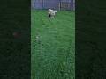 Boomerang Westley #dogs #dogshorts #spring #zoomies #backyard