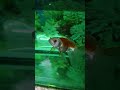Hamari Gold Fish Margey ЁЯШн Goldfish Aquarium Freshwaterfish Pets Fish Fishaquarium Shortvideo Hamari Gold Fish Margey ЁЯШн Goldfish Aquarium Freshwaterfish Pets Fish Fishaquarium Shortvideo