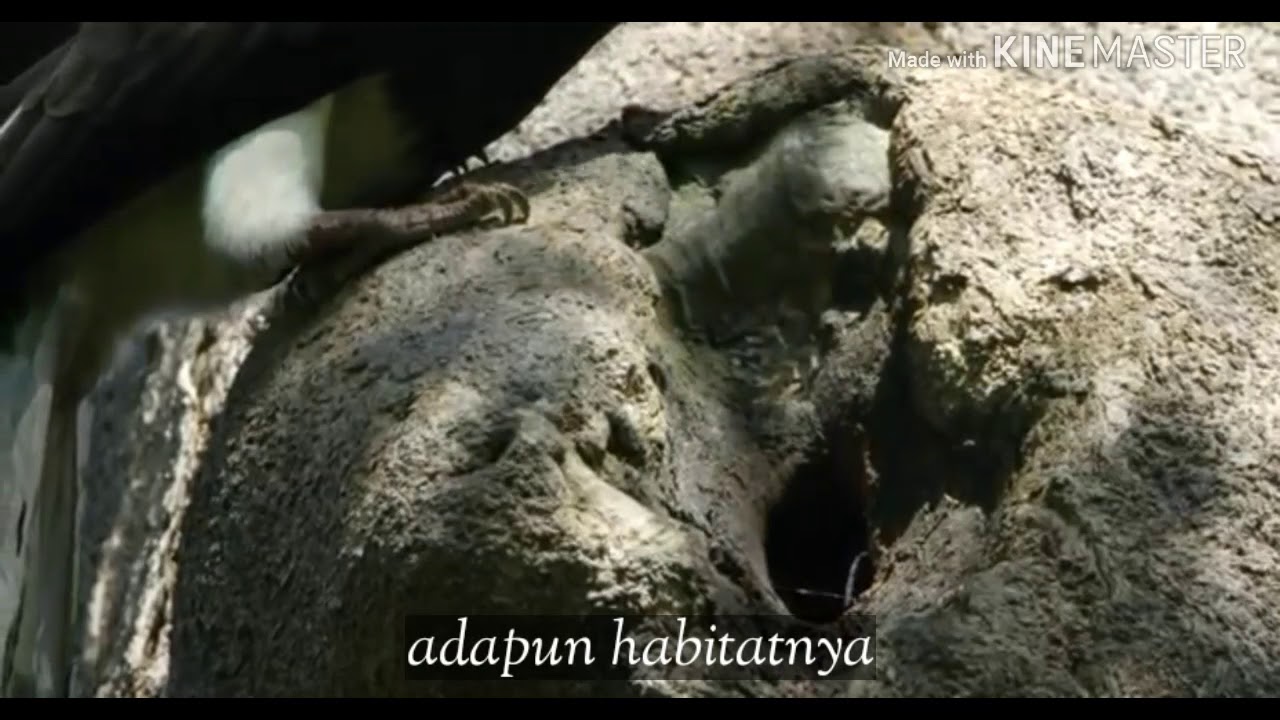 Ekologi Lahan Basah: Burung Enggang/Rangkong 