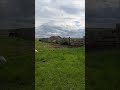 вольный табун - рабочие моменты #Сибирь#Хакасия#