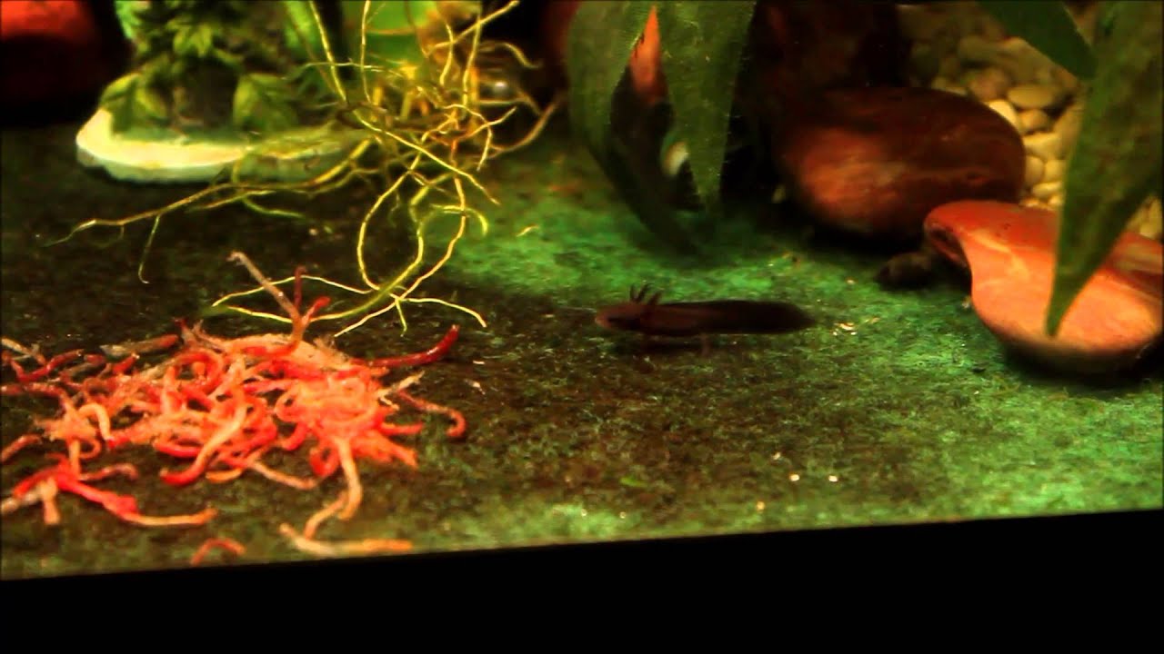 leopard geckos as pets Attempting To Feed My Fire Belly Newts Bloodworms...