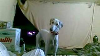 funny sloughi dog السلق العجيب