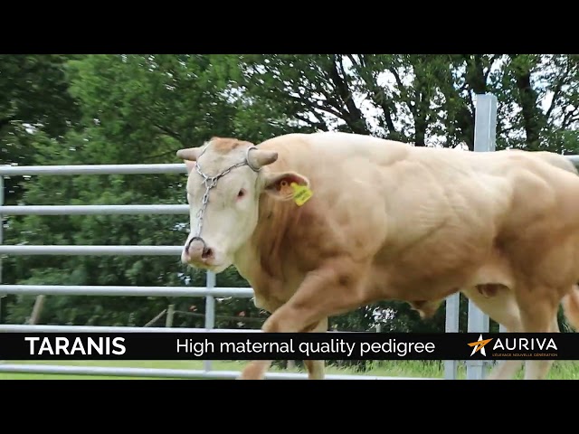 TARANIS [BLOND D'AQUITAINE]
