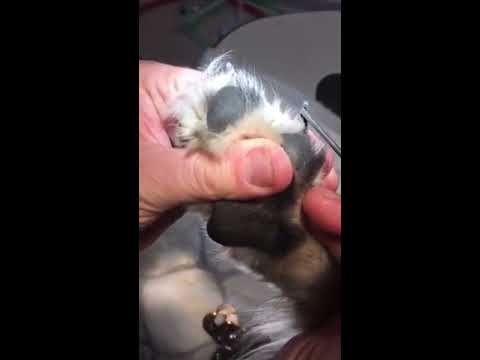 Video: Mastcelletumor (Mastocytoma) Hos Hunder
