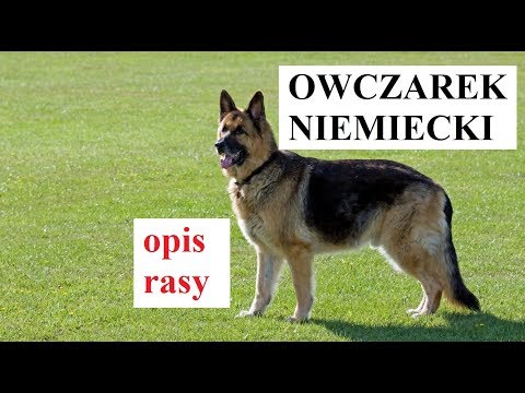 Wideo: Owczarek Niemiecki: Standardy Rasy