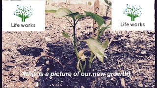 LifeWorks (with MRMS) || Week 2 - “When do i know when to water”