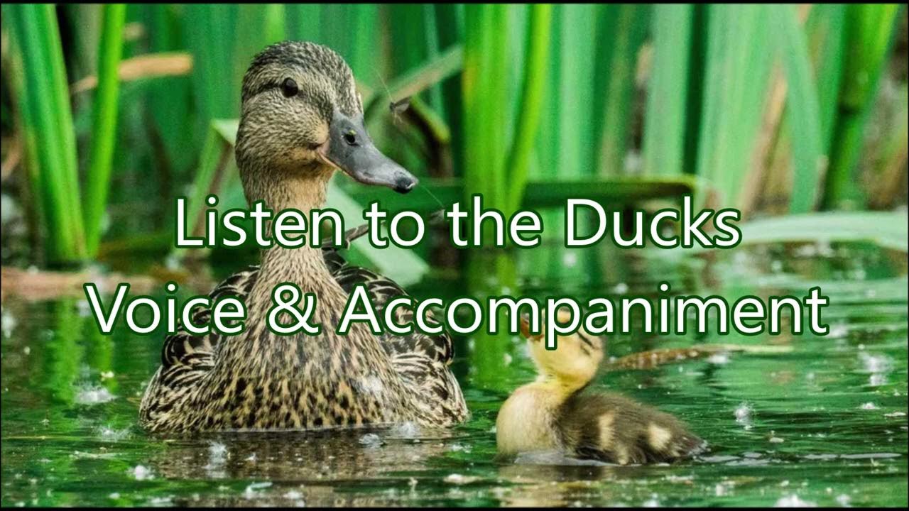 Listen to the Ducks Voice & YouTube