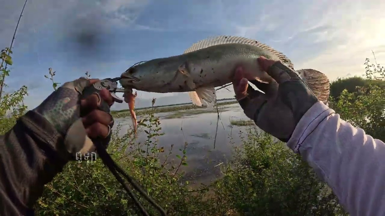 បីឃ្លីបរួមបញ្ចូលគ្នា #ខានចេញយូរ #ដេកឃ្លាន #បីស្មើមួយ