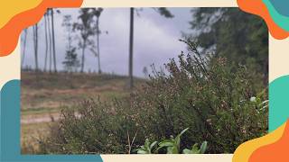 10h of Intense Autumn Wind – Heather, Fields & Nature Sounds [4K]