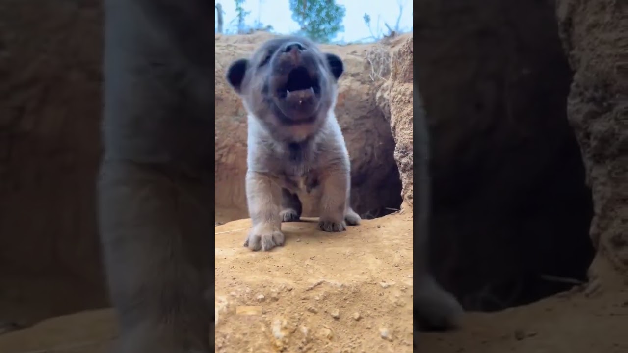 The Most Adorable Animal Faces You Need to See!