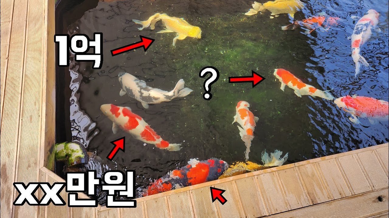 1마리 1억한다는 비단잉어 양식장 방문기! 물고기가 왜 이렇게 비싼걸까요??