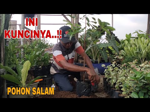 Cara Menanam Batang Salam