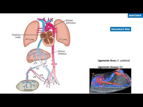 Hipertension Portal Dr  Burgos Zuleta