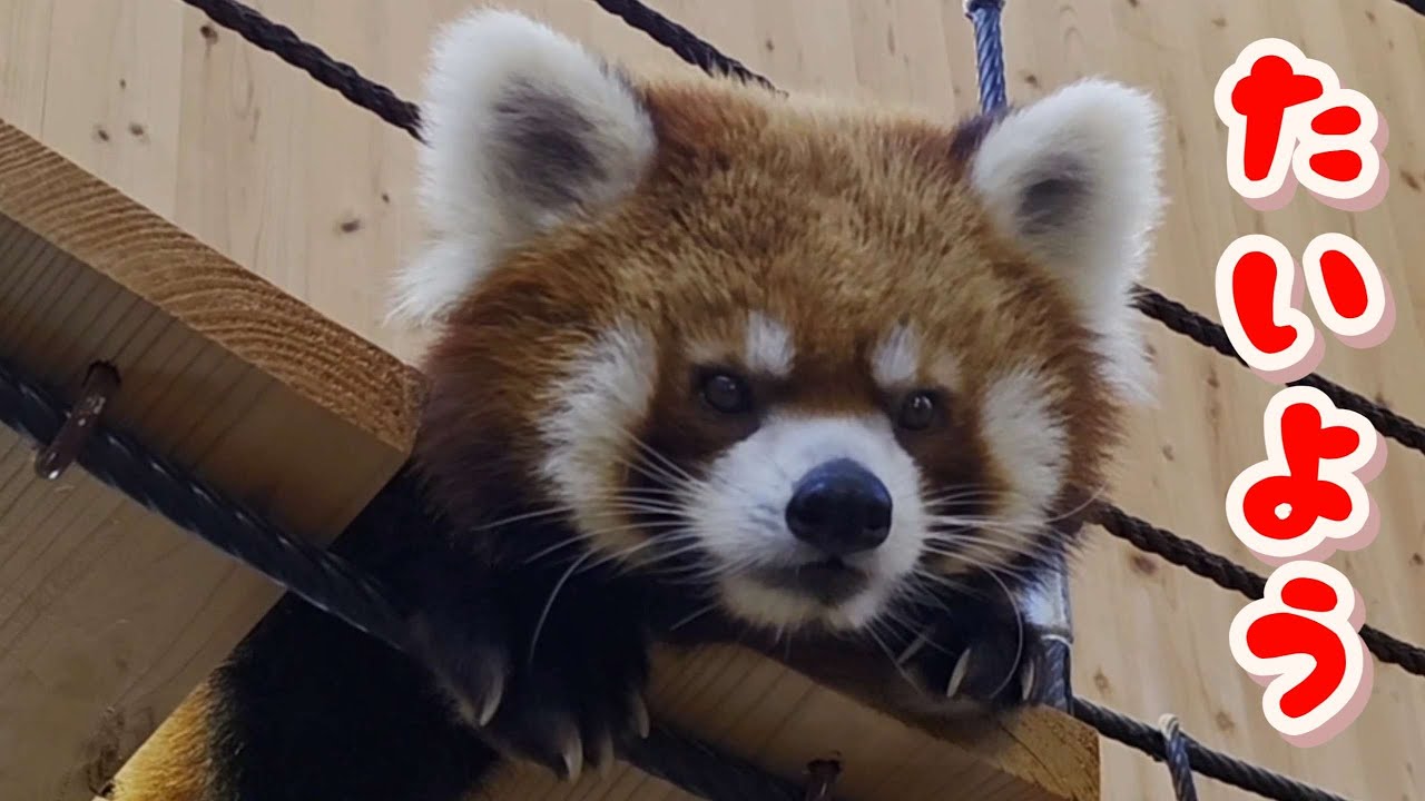 吊り橋にいる時のレッサーパンダの たいようはシャッターチャンス、他