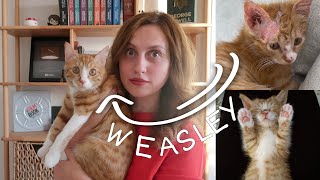 Yavru Kedi Sahiplenmek | Mantar Hastalığı, Beslenme, Seyahat