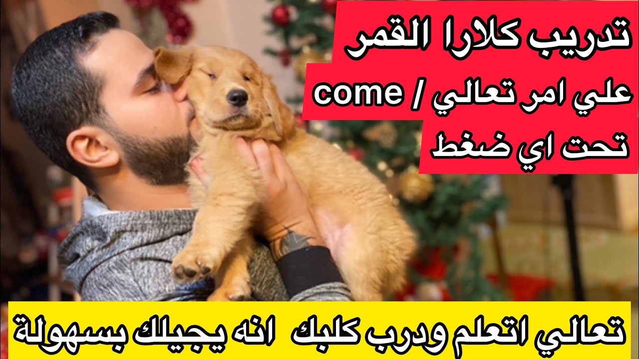 ازاي تدرب كلبك علي امر تعالي وانه يجيلك من اي مسافة بعيده مع كلارا أصغر كلب جولدن هتشوفه فحياتك