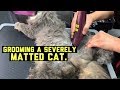 SEVERELY MATTED CAT GETS GROOMED - VIEWERS DISCRETION ADVISED!