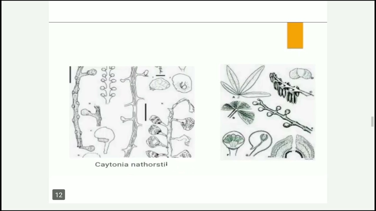Caytonia (Extinct/ Fossil Gymnosperm ) English and hindi