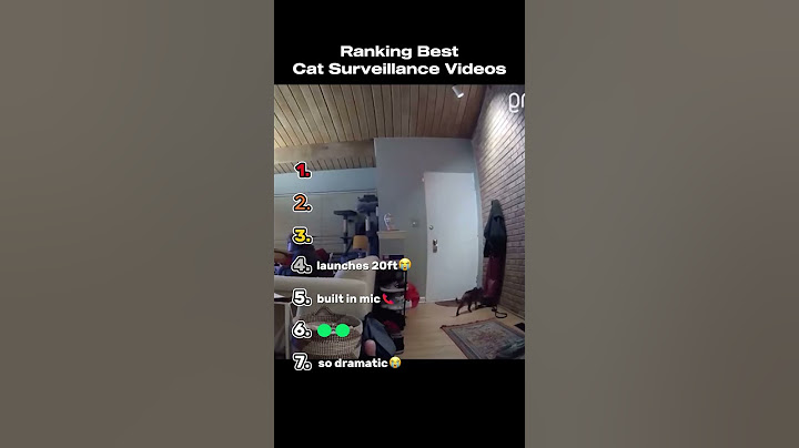 Ranking The Best Cat Surveillance Videos