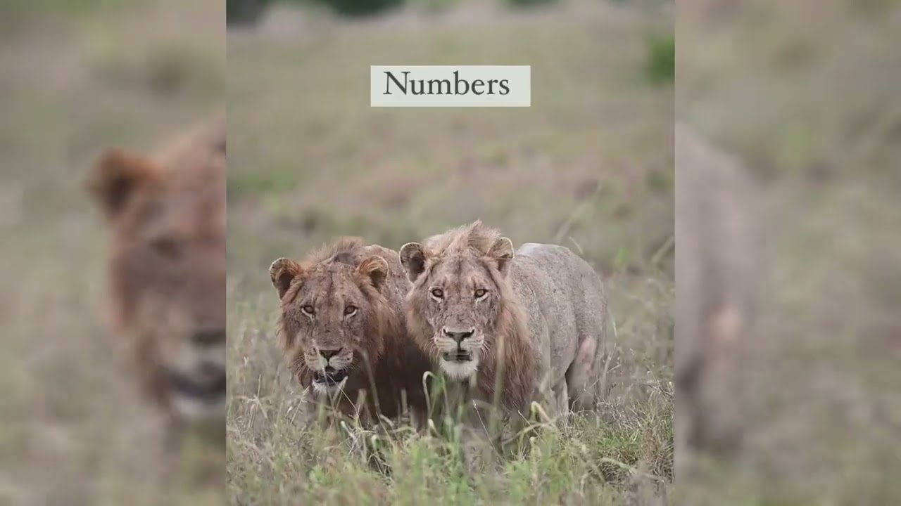 Powerful People Make Places Powerful/ Power..// Lions Family.. 