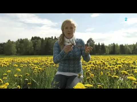 Video: Hur Man Gör Maskrosblommasylt