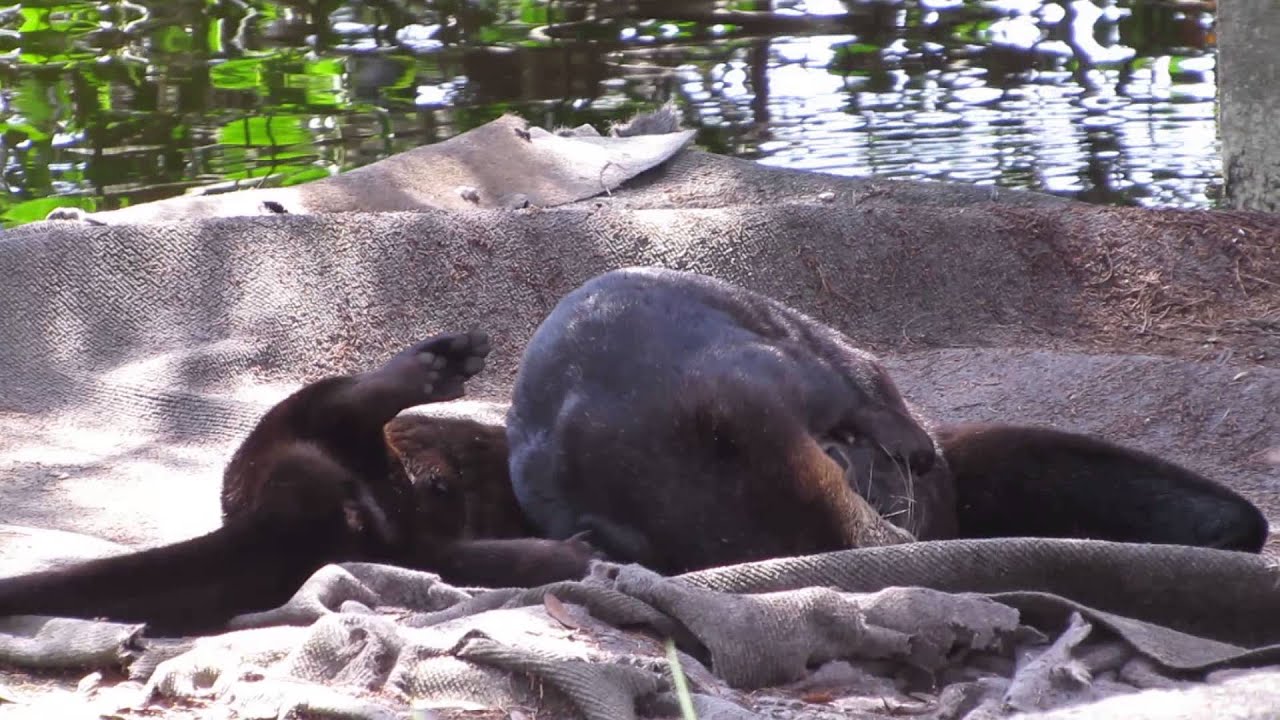camera iphone 8 plus apk River Otters playing on our dock