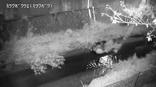 三沢川 三沢川上 のライブ映像
