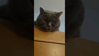 сверху видно всё #cat #красиваякошка #моякошка