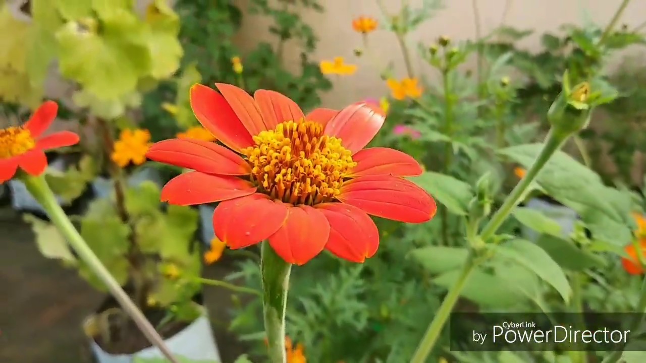 Tithonia Flowers / Mexican Sunflower in Terrace Gardening, மாடி தோட்டம்