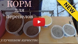 Корм для перепелов - улучшаем качество