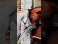حايرة والشوق بين عيونك حالات وتس اب 