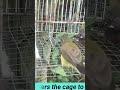 Relaxing sound of Birds Music- Mother birds enters the cage to feed the babies.