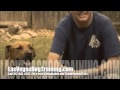 Las Vegas Nevada Dog Obedience Training Schools Las Vegas Nevada Dog Obedience Training Schools