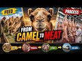 Harsh Reality of Camel Farm (meat) : Feeding, Processing &amp; Delivery