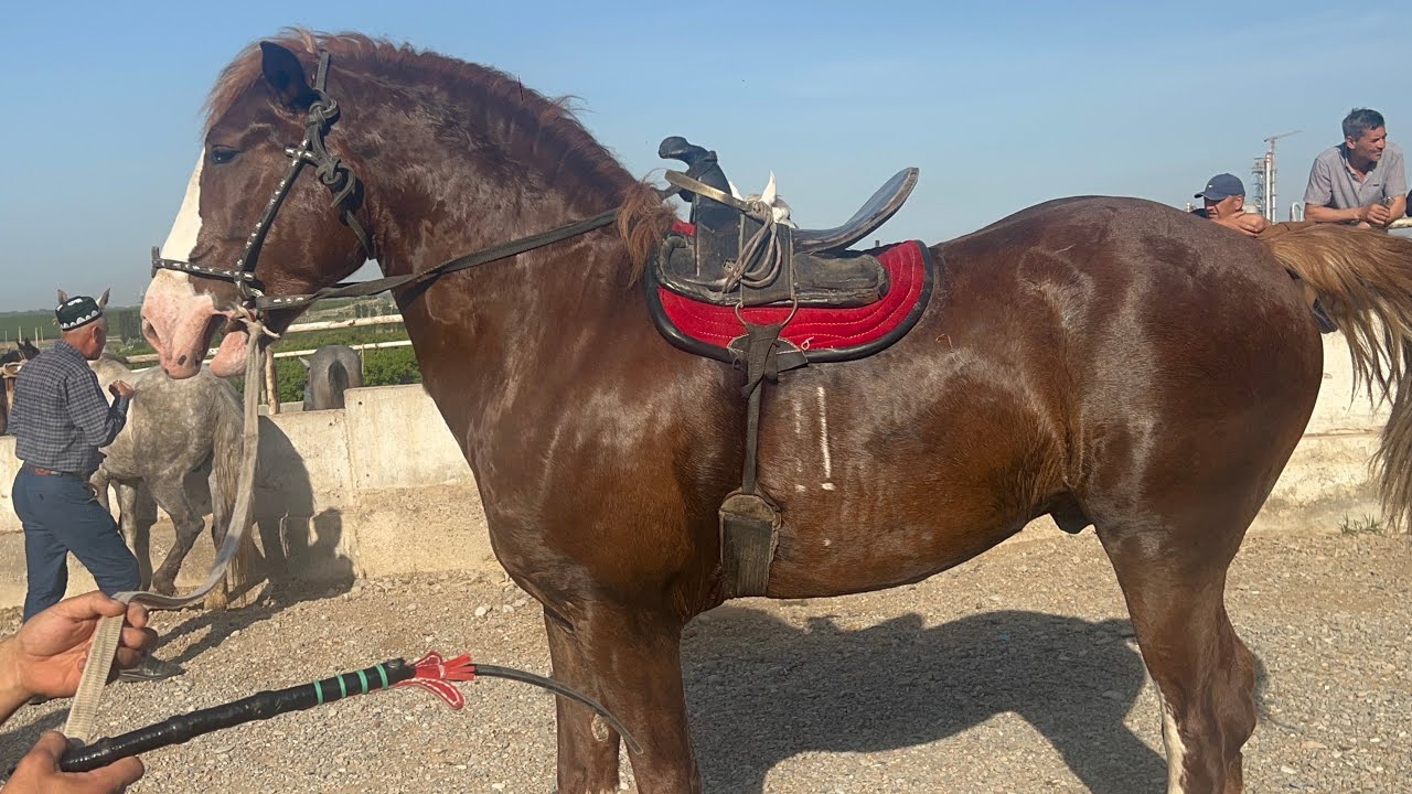 Shahidon ot bozori bugungi narhlar bilan tanishing 29.04.2025yil