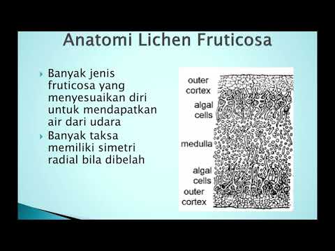 Video: Tekanan Oksidatif Yang Diantarkan Oleh Asid Gyrophoric Dari Lichen Umbilicaria Hirsuta Terjejas Apoptosis Dan Stres / Jalur Hidup Dalam Sel HeLa