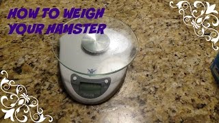 HOW TO WEIGH YOUR HAMSTER