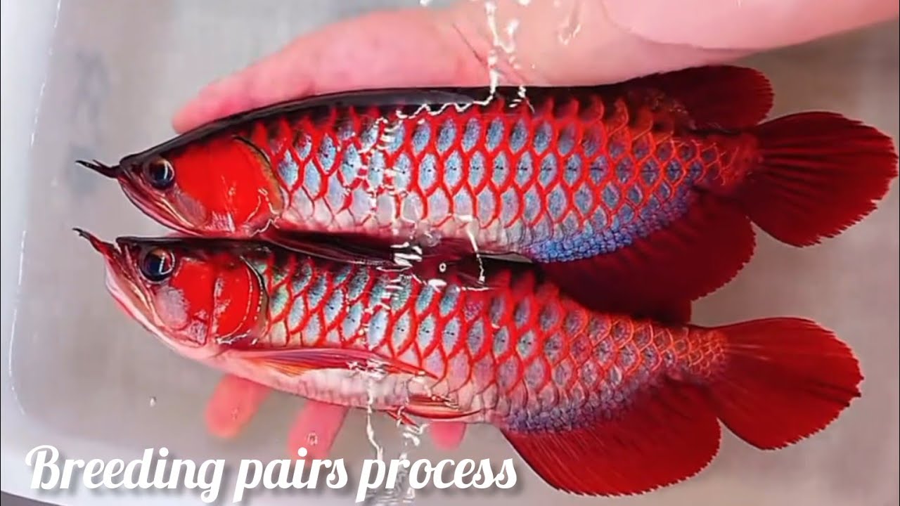 The breeding process of arowana fish. (Beginners guide)